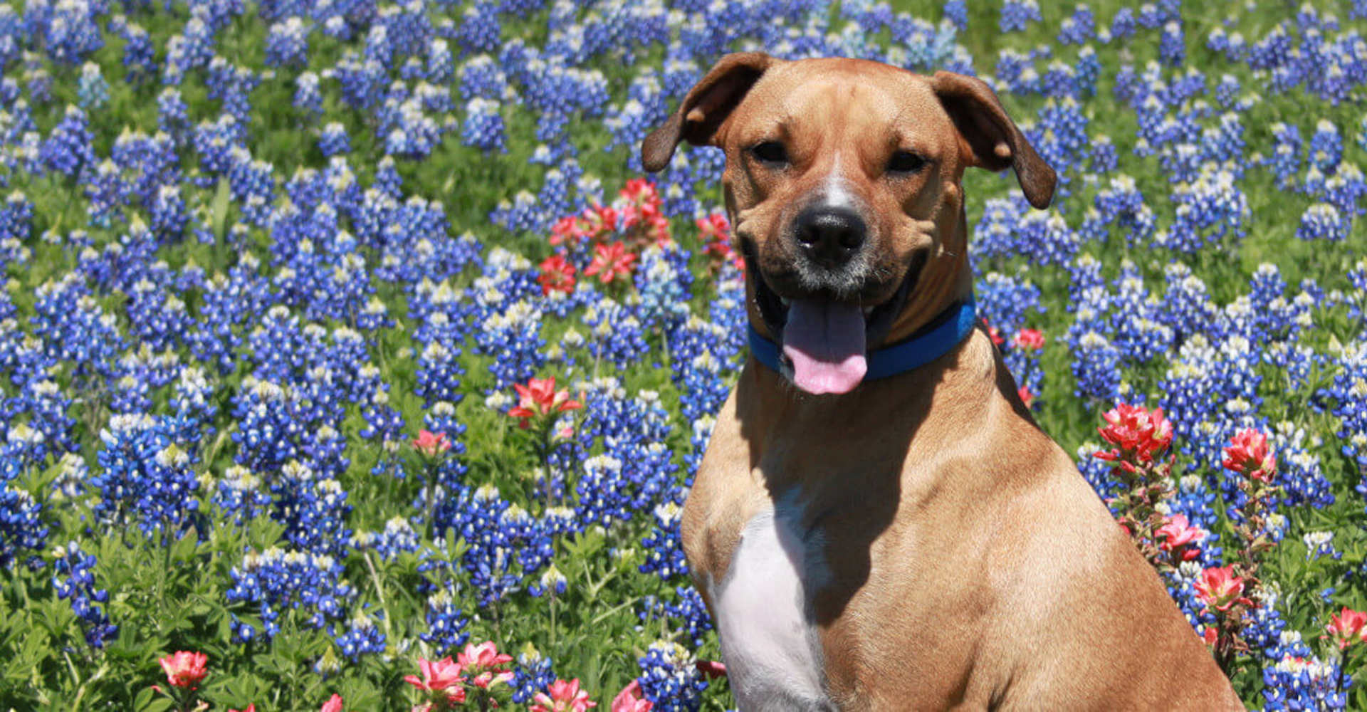Katy Texas Veterinarians