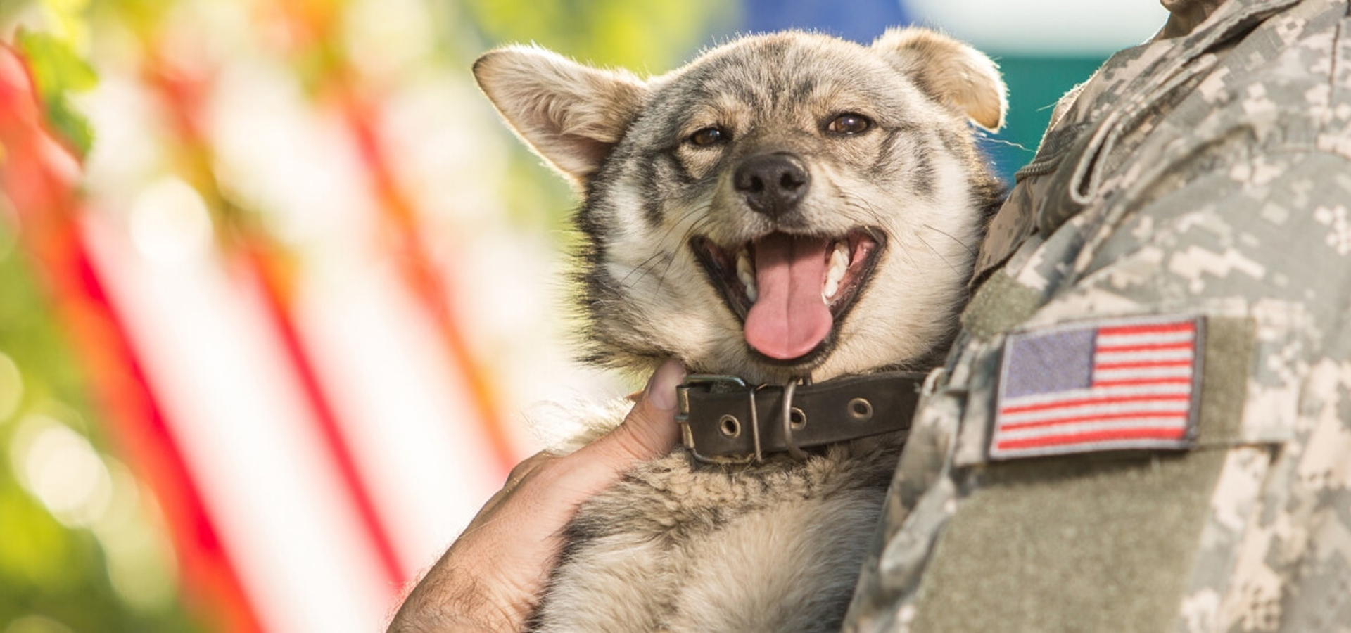 Katy Texas Veterinarians