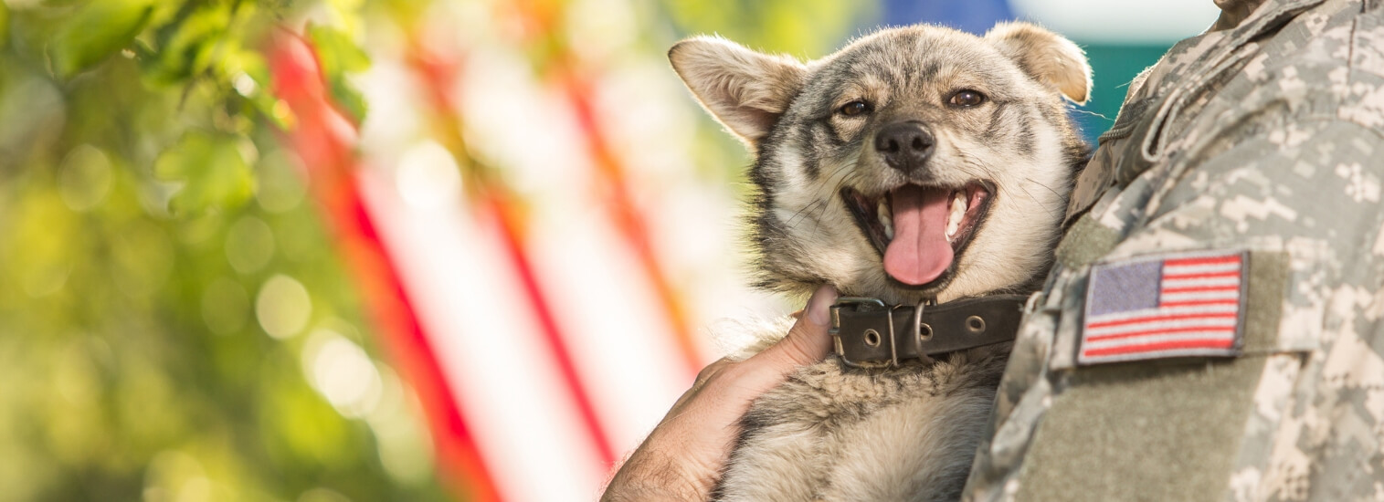 Top Rated Local Veterinarians – Katy Pet Wellness Solutions Top Rated Local Veterinarians – Katy Pet Wellness Solutions