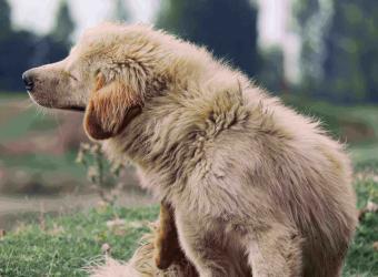 Skin Disease and Allergies in Dogs and Cats