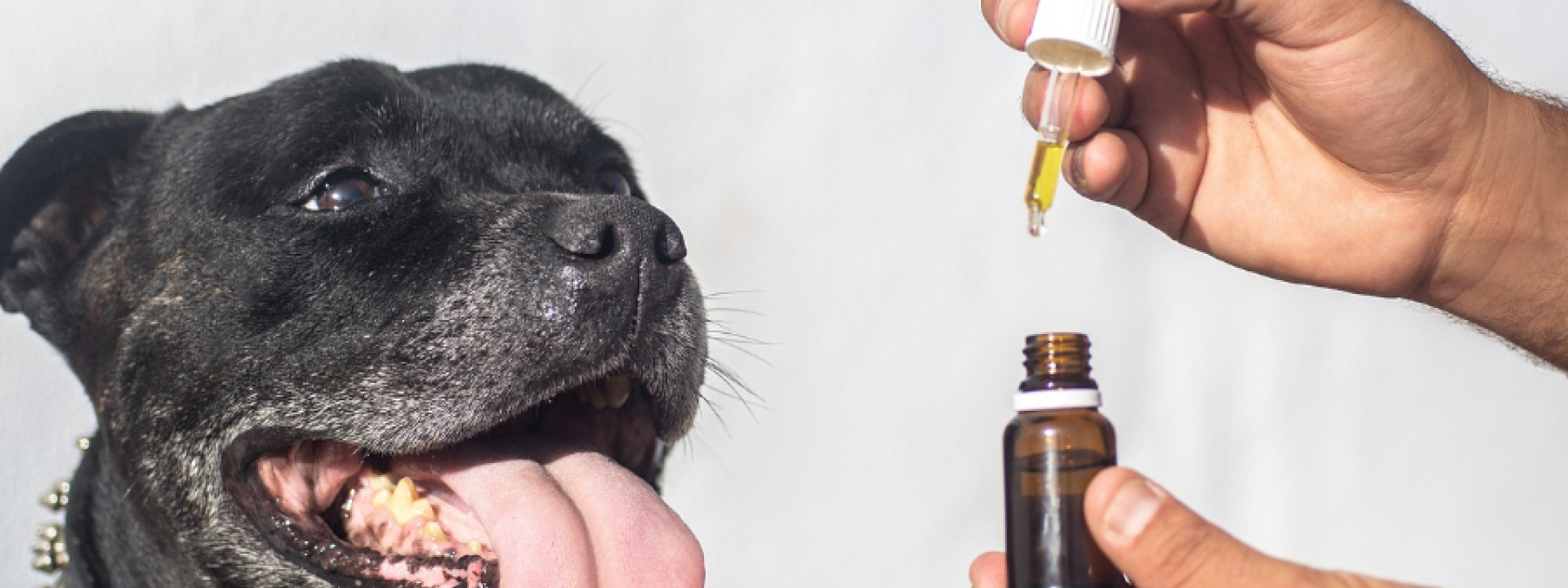 Dog receiving CBD