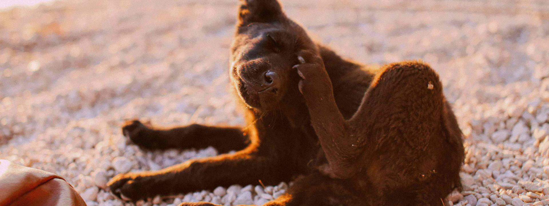 Dog Scratching on Beach