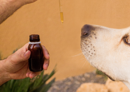 image of dog with oil dropper